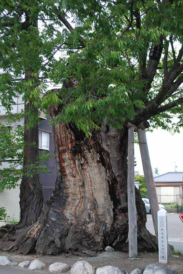 大門のケヤキ