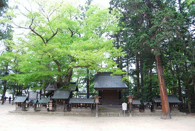 若宮西のケヤキ